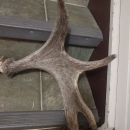 Moose antlers