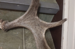 Moose antlers