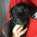 Bulldog/labrador pups