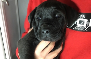 Bulldog/labrador pups